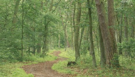 Są wilki w ciechanowskich lasach