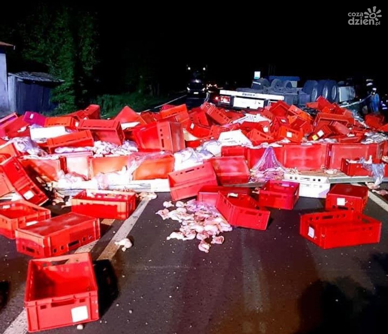 Ciemniewo. Tysiące kurczaków na drodze (zdjęcia)