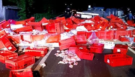 Ciemniewo. Tysiące kurczaków na drodze, ciężarówka w rowie (zdjęcia)