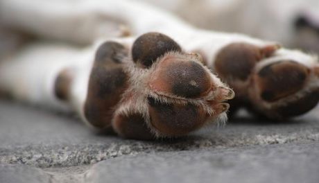 Na adopcję czekają psy ze schroniska w Pawłowie pod Ciechanowem