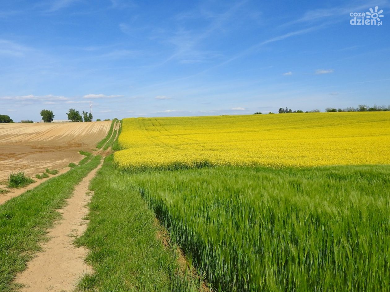 Pijany kierowca na środku pola, był poszukiwany 
