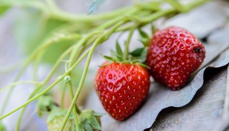 Trudny sezon dla plantatorów truskawek