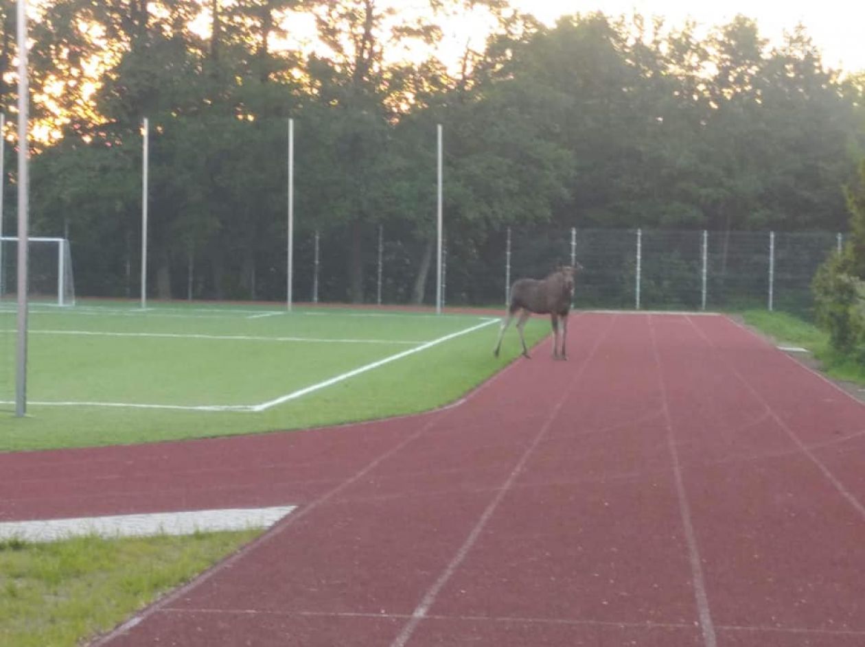 Sońsk. Niespodziewany gość na boisku (zdjęcia)