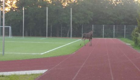 Sońsk. Niespodziewany gość na boisku (zdjęcia)