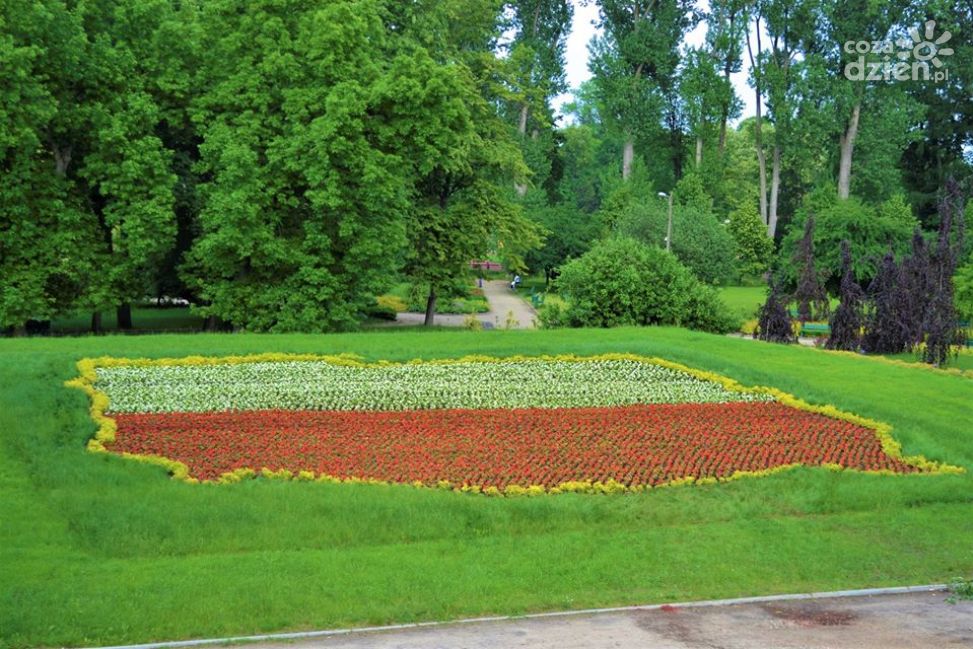 Biało-czerwone kwiaty w centrum Ciechanowa (zdjęcia)