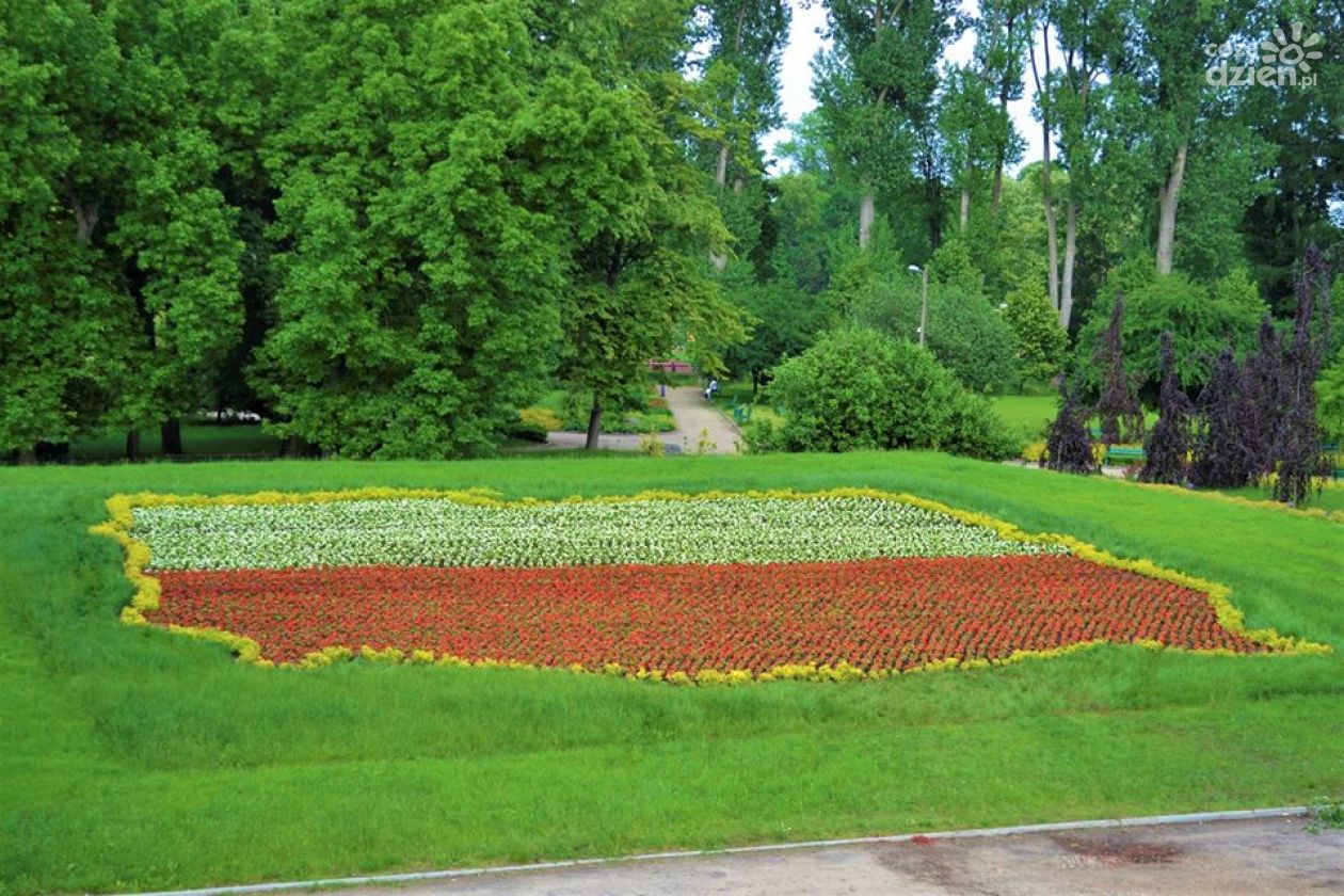 Biało-czerwone kwiaty w centrum Ciechanowa