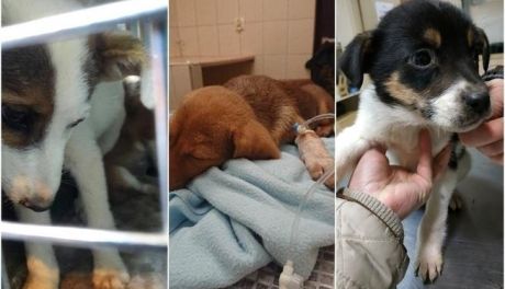 Burmistrz Glinojecka o Radysach: Kontrowaliśmy to schronisko