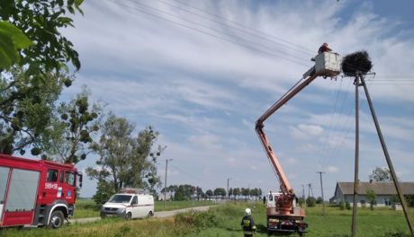Ratowanie gniazda bocianów w Rączkach (zdjęcia)