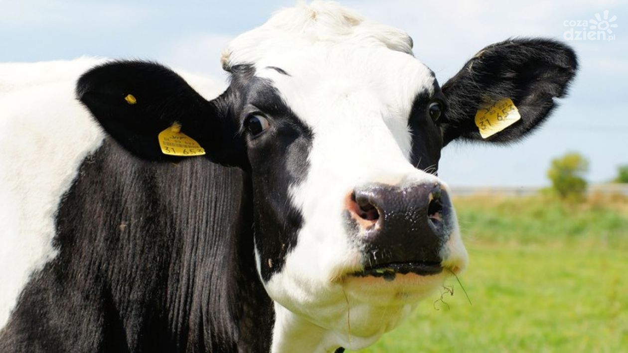 O zarysowanie samochodu oskarżył... krowę