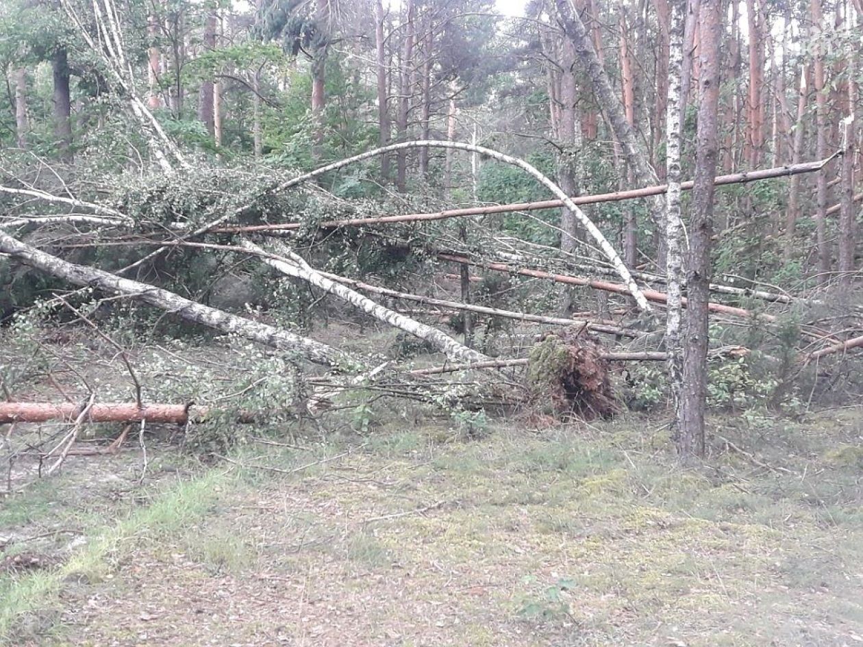 Wichura spustoszyła ciechanowskie lasy