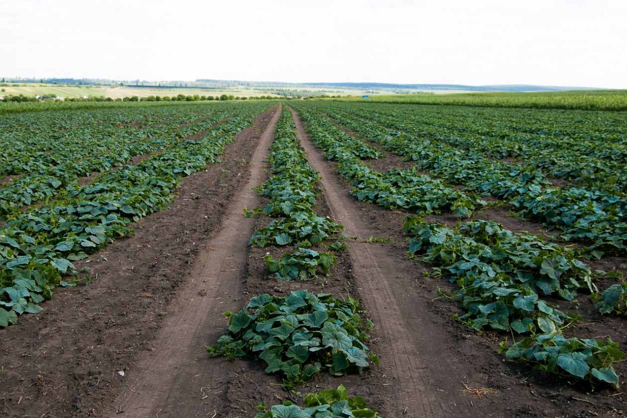 Groźny wypadek na plantacji ogórków