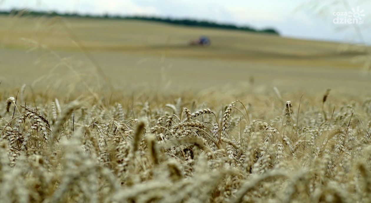 Nowy gospodarz przasnyskich dożynek