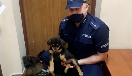 AKTUALIZACJA !Wyrzucił dziewięć szczeniaków z samochodu na ulicę. Sprawcy szuka policja