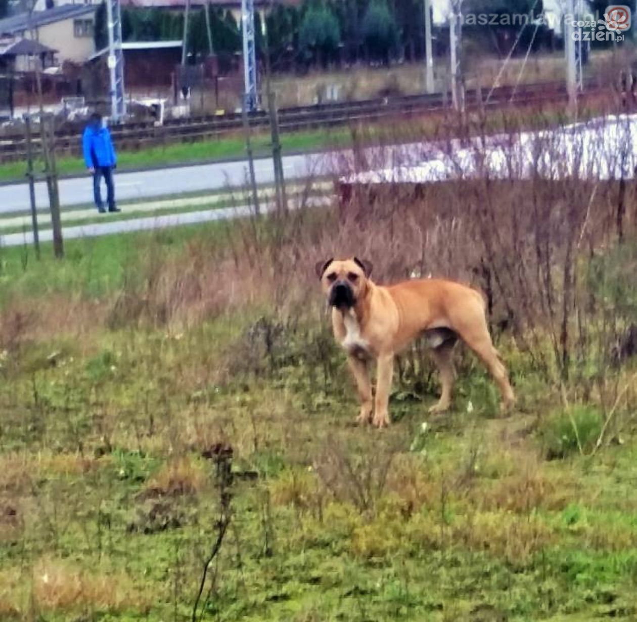 Mławska policja poszukuje właściciela agresywnego psa