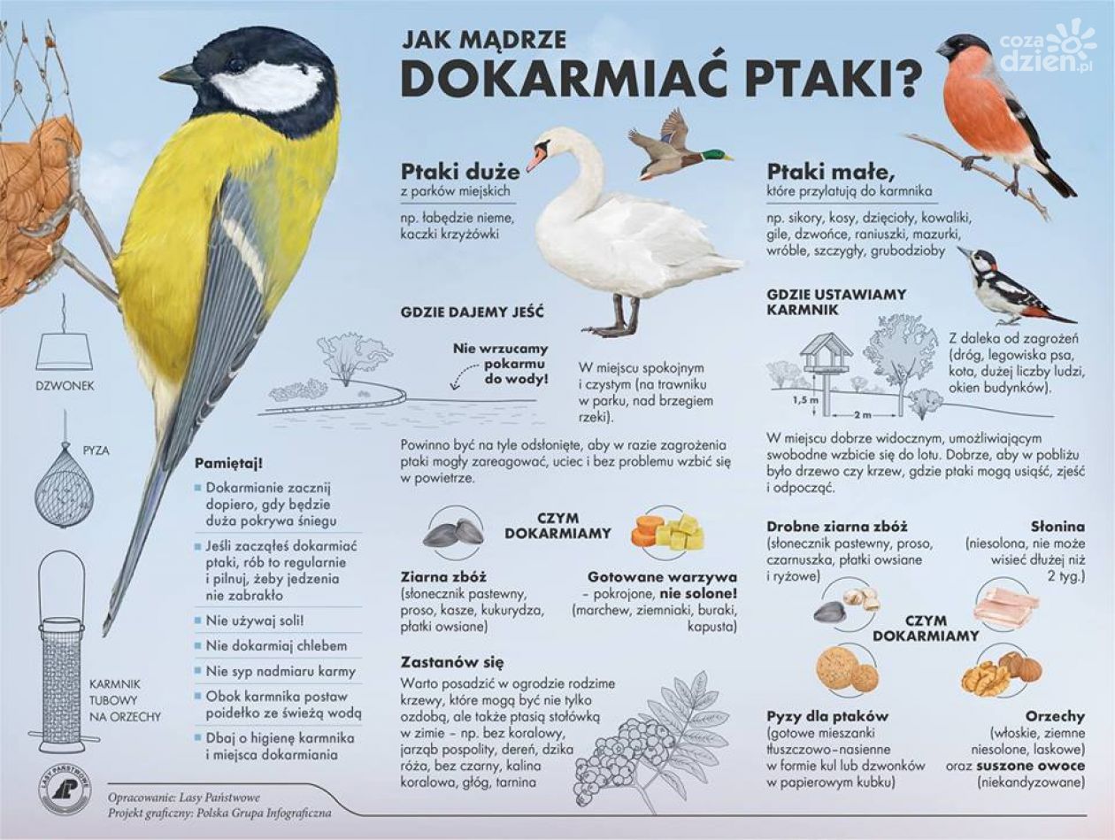 Jak mądrze dokarmiać ptaki?