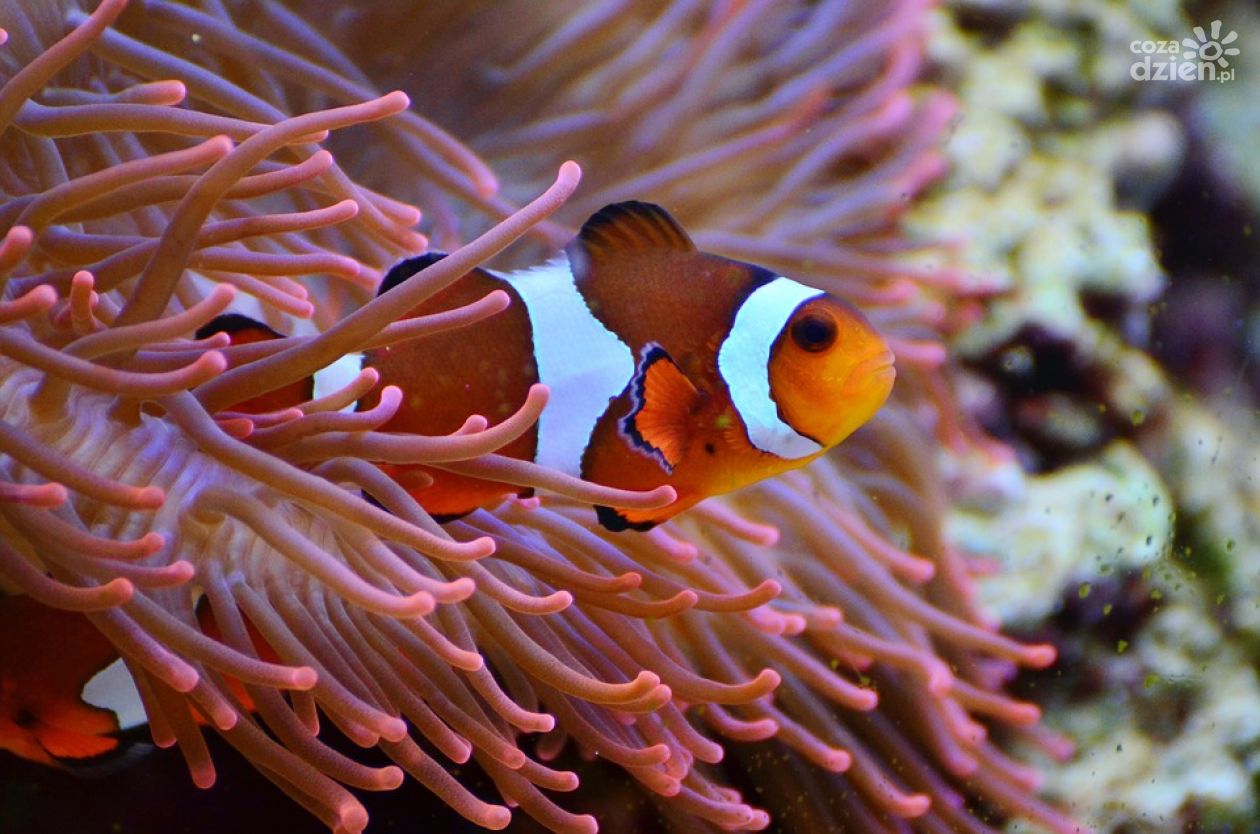 Nemo i Dory wkrótce w Przasnyszu