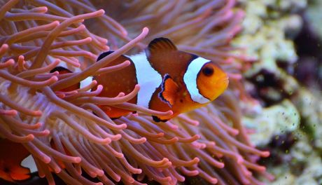 Nemo i Dory wkrótce w Przasnyszu. W SP nr 1 powstaje morskie akwarium