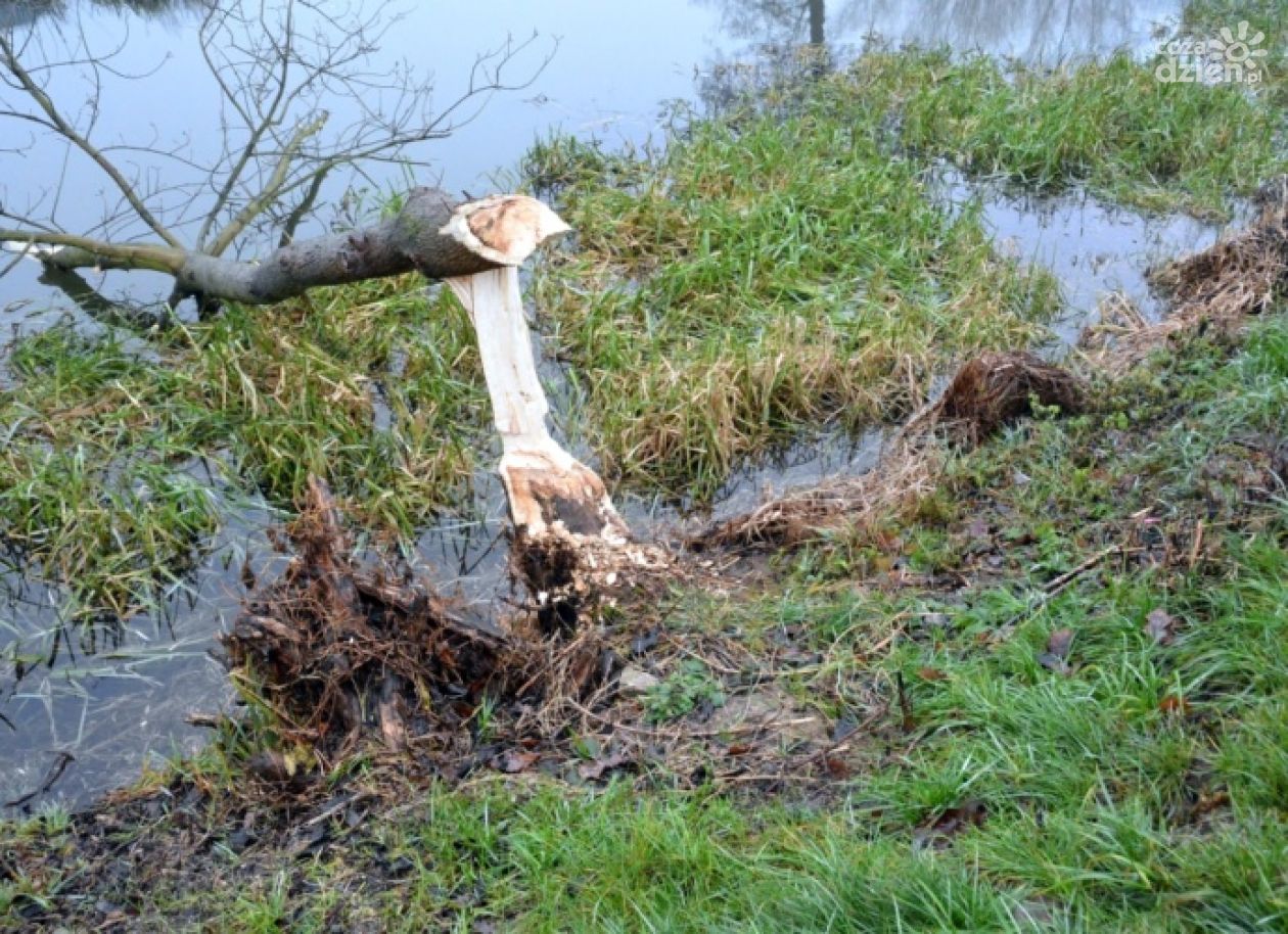 Psotne bobry niszczą drzewostan