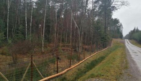 Las płotem podzielony, czyli jak zatrzymać mazowieckie dziki