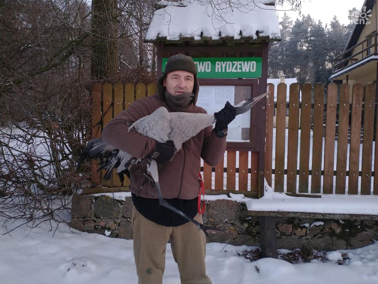 Ciechanowianin uratował przymarzniętego żurawia