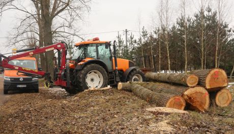 Uwaga kierowcy, trwa wycinka topoli. Będą utrudnienia w ruchu.