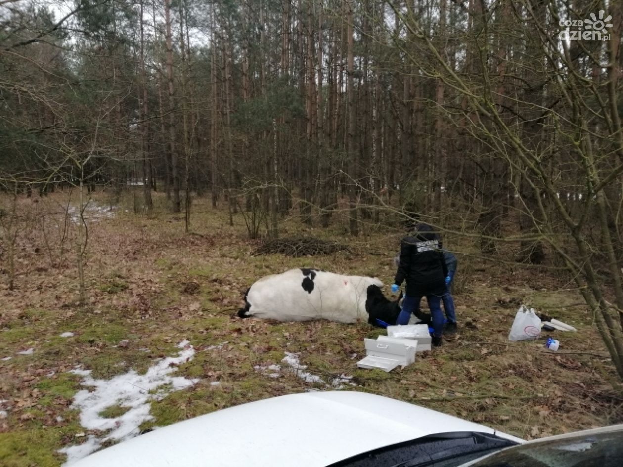 Makabryczny wypadek, byk zabił gospodarza