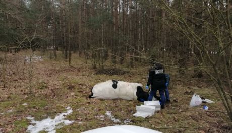 Makabryczny wypadek, byk zabił gospodarza