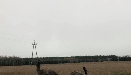 Lato idzie...już widać STRUSIE na łąkach!