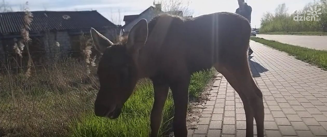 Na ratunek łoszakowi!