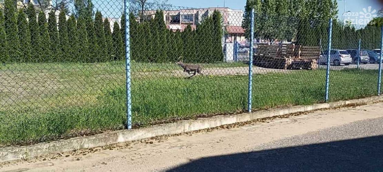 Sarna uwięziona w mieście. Zobacz zdjęcia