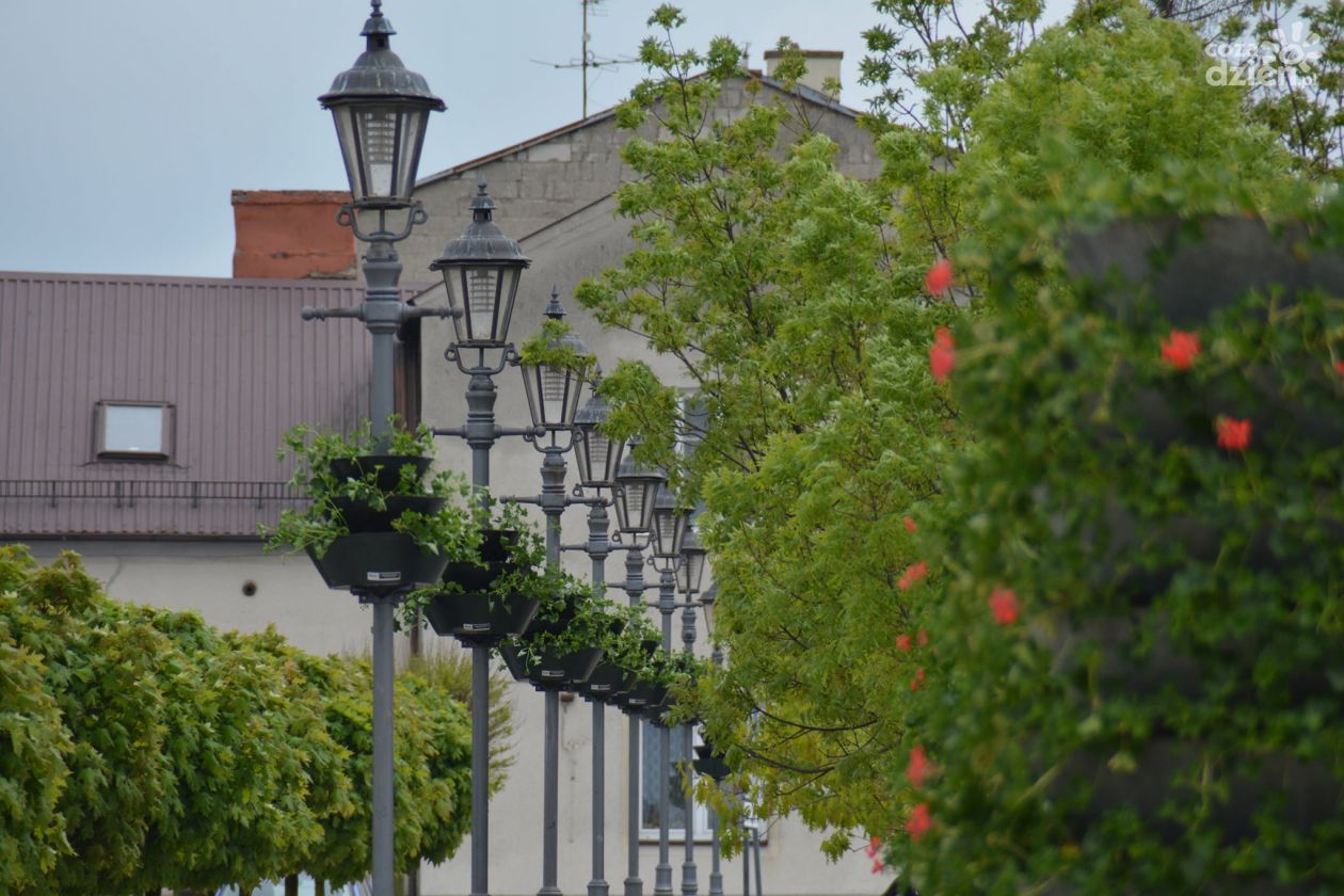 Ciechanów się ukwieca