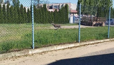 Sarna uwięziona w mieście. Zobacz zdjęcia z akcji ratunkowej
