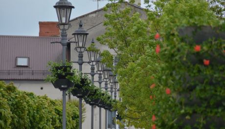 Tysiące kwiatów zakwitnie w najbliższych dniach w Ciechanowie