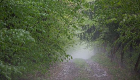 Pomogą Mii i Lasowi Śmiecińskiemu. Wspólna akcja ekologiczno-charytatywna MOPSu i CBK