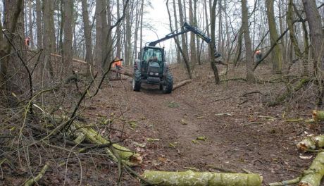 Las Śmieciński będzie parkiem. Nadleśnictwo planuje przebudowę drzewostanu