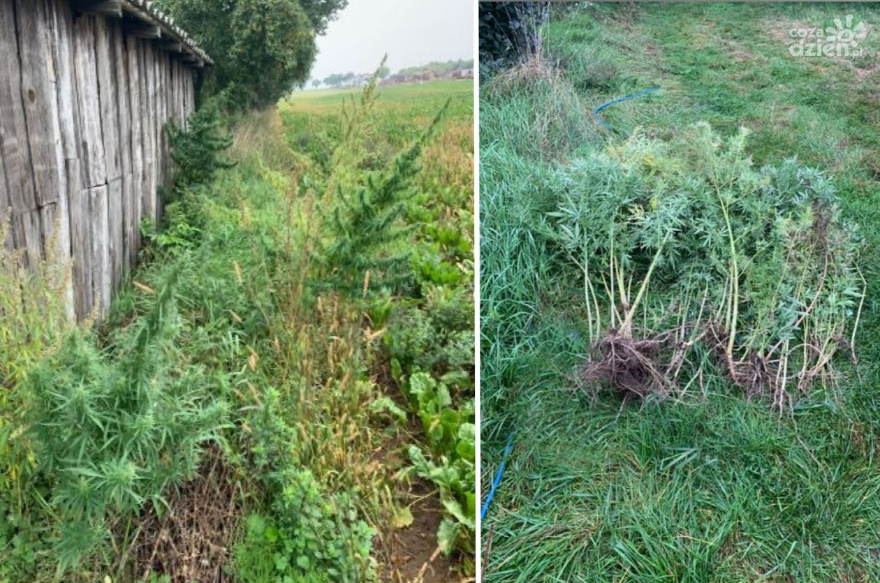 Uprawiał konopie za ponad 85 tys. zł.