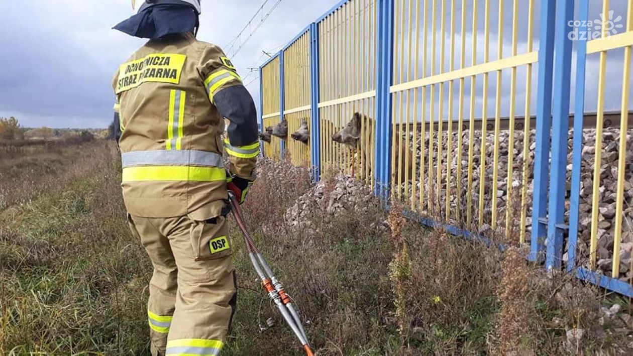 Niecodzienna sytuacja, dziki na stacji PKP