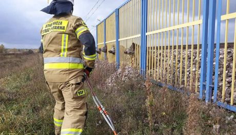 Niecodzienna sytuacja na trasie Ciechanów - Warszawa, dziki na stacji PKP (zdjęcia)