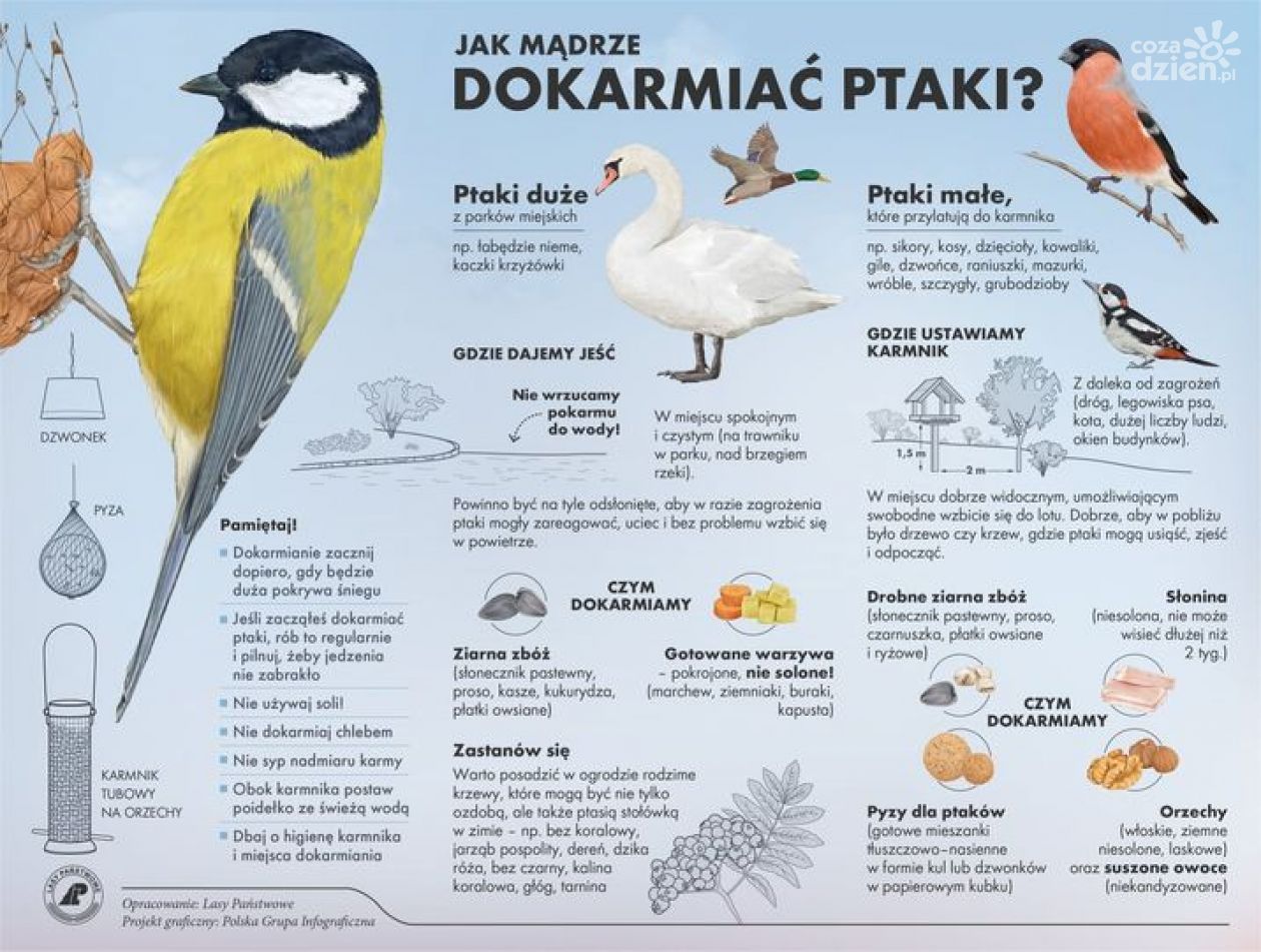 Jak dokarmiać ptaki? Nadleśnictwo podpowiada