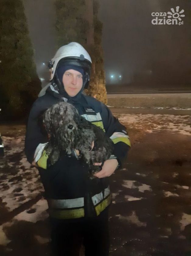 Strażacy ochotnicy uratowali psa
