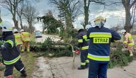 Powiat mławski po wichurze. Ponad 160 interwencji strażaków