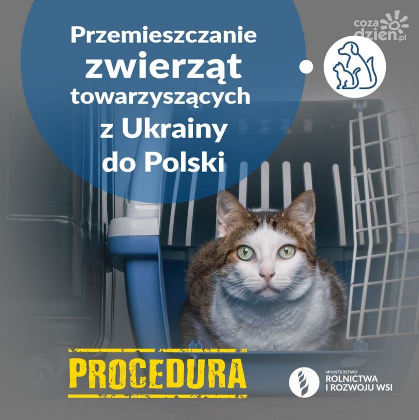 Dobosz: zajmujemy się zwierzętami z Ukrainy