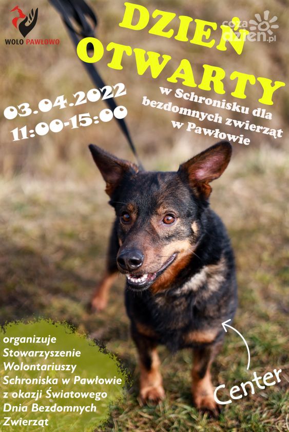 400 piesków czeka na odwiedziny człowieka