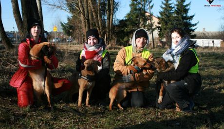 Psom, w schronisku w Pawłowie najbardziej brakuje bliskości człowieka