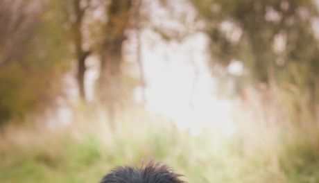 Psy, które przebywają w Schronisku dla Bezdomnych Zwierząt w Pawłowie można adoptować