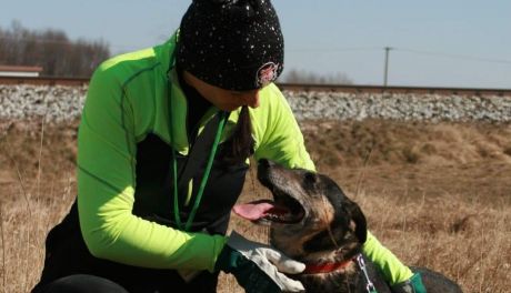 Wiosenne spacery z pieskiem? Czemu nie. W Pawłowie pod Ciechnowem można znaleźć pupila do adopcji