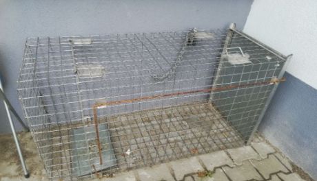 Co nim kierowało? Ukradł klatkę do łapania bezdomnych psów i sprzedał ją za bezcen