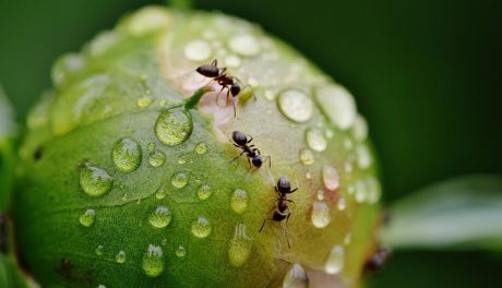 Przygotuj się na letnie szkodniki