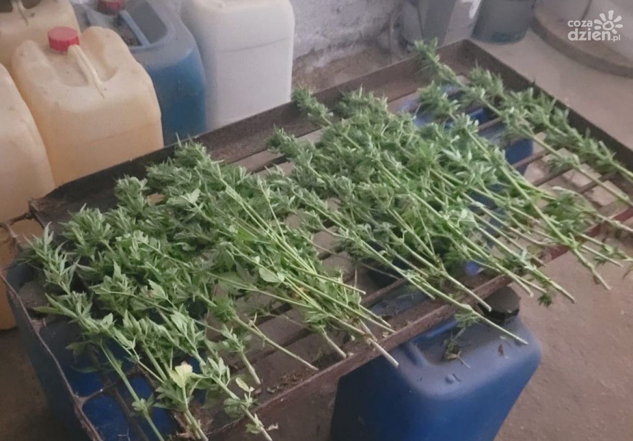 4 kg marihuany skonfiskowane