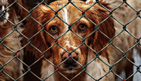 Kolejne psy ze schroniska w Pawłowie czekają na adopcję